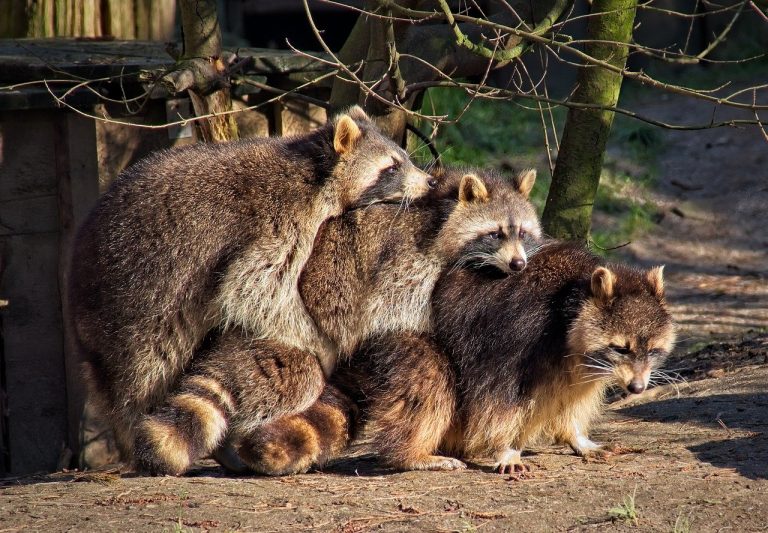 as_1737407476_raccoon-7779517_1280